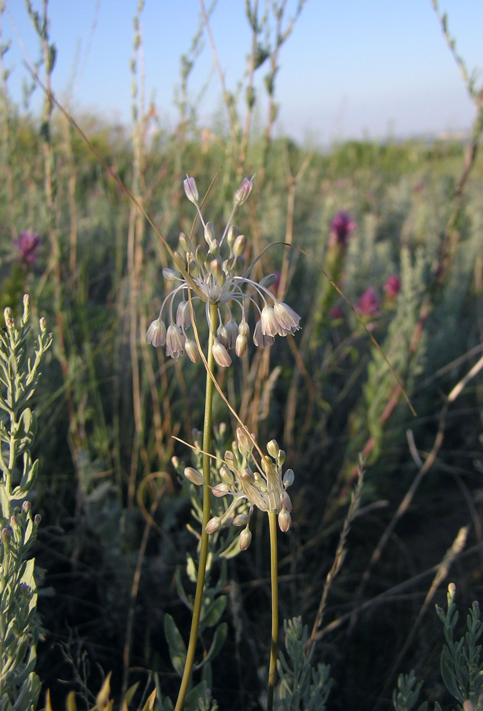 Allium Paniculatum