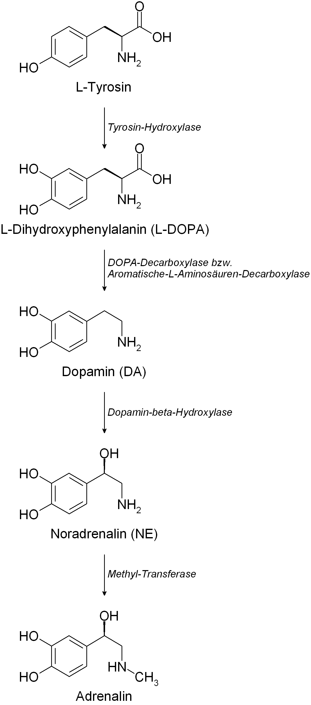 catecholamin