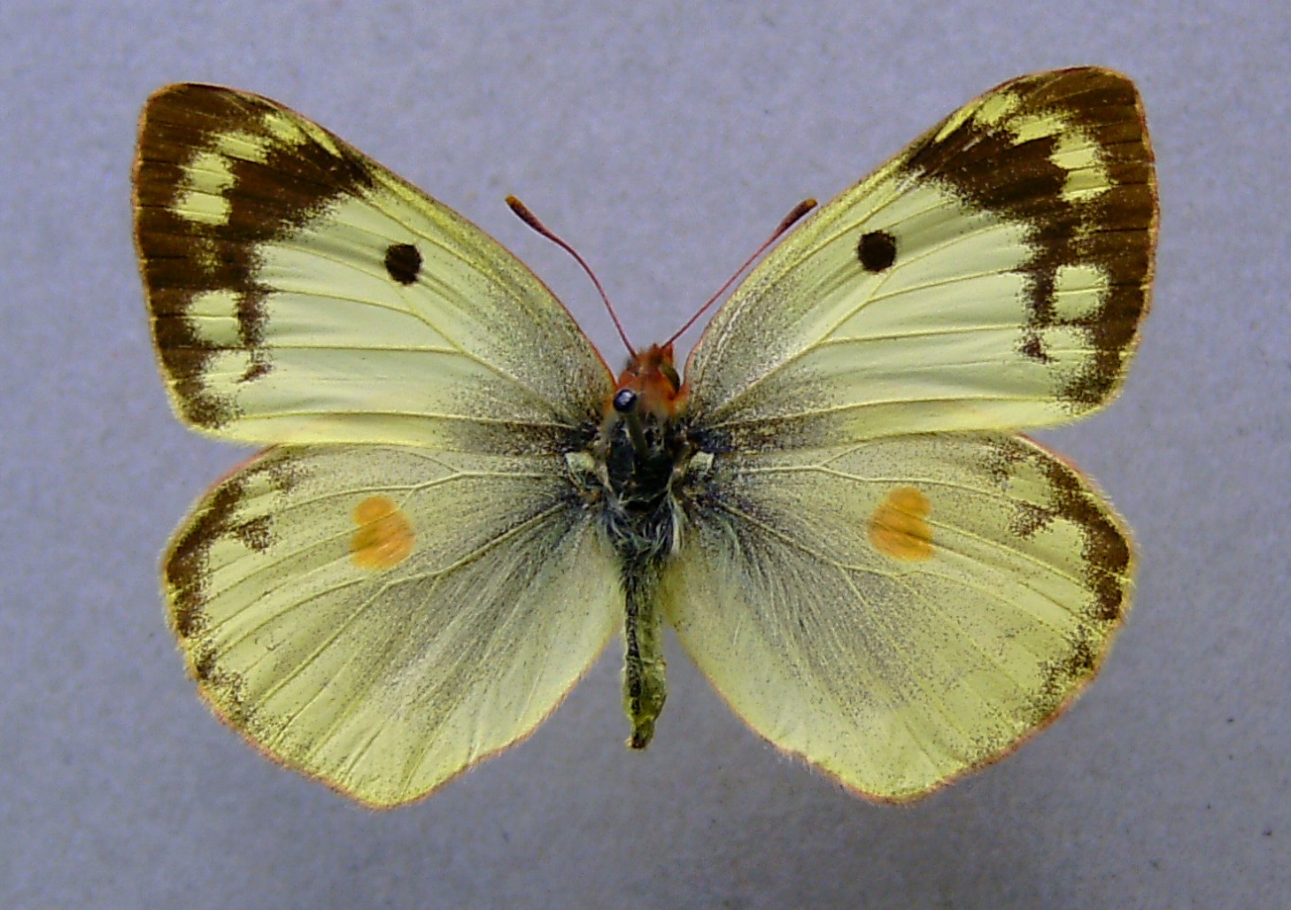 Colias Hyale