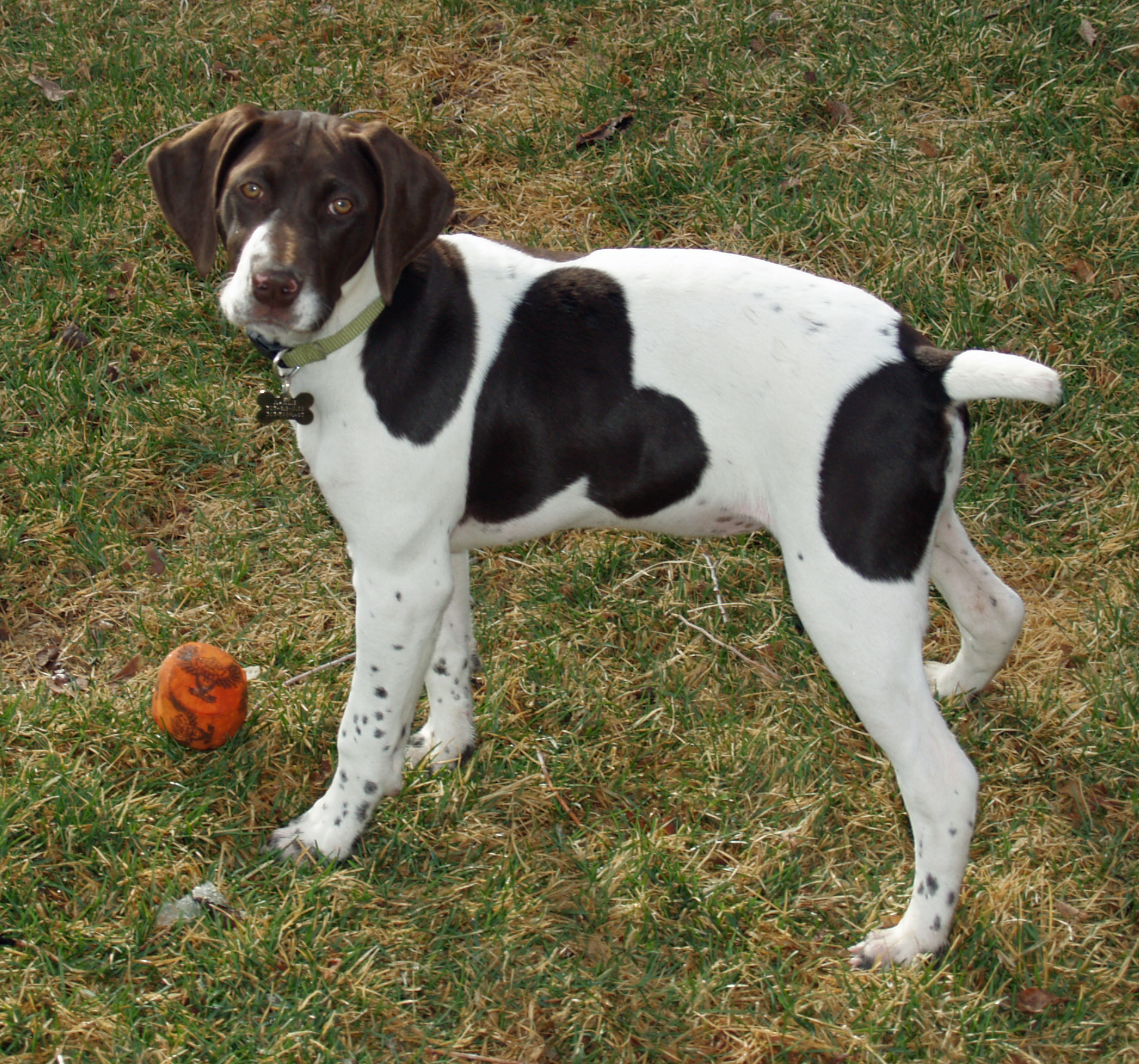 Description German short haired pointer by David Shankbone.jpg