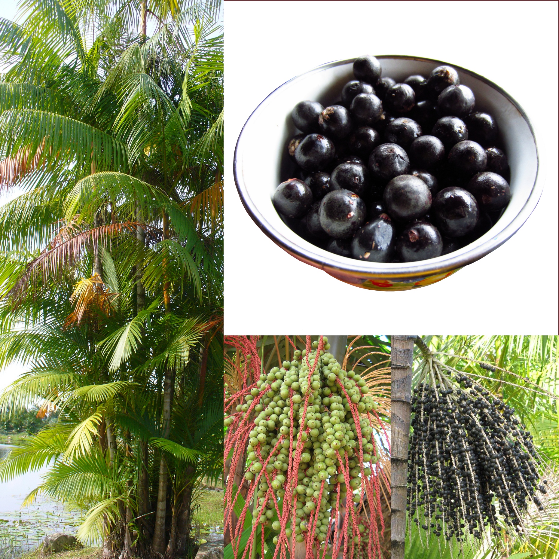 Image result for acai
