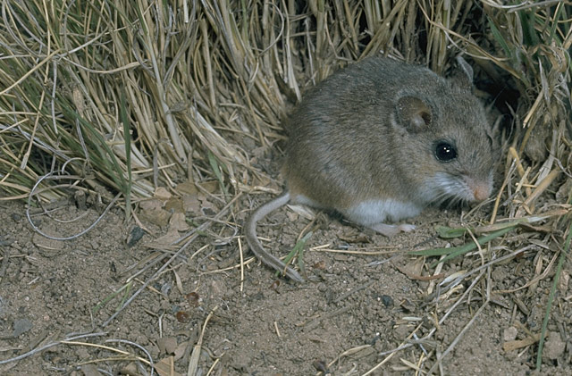 An oldfield mouse.