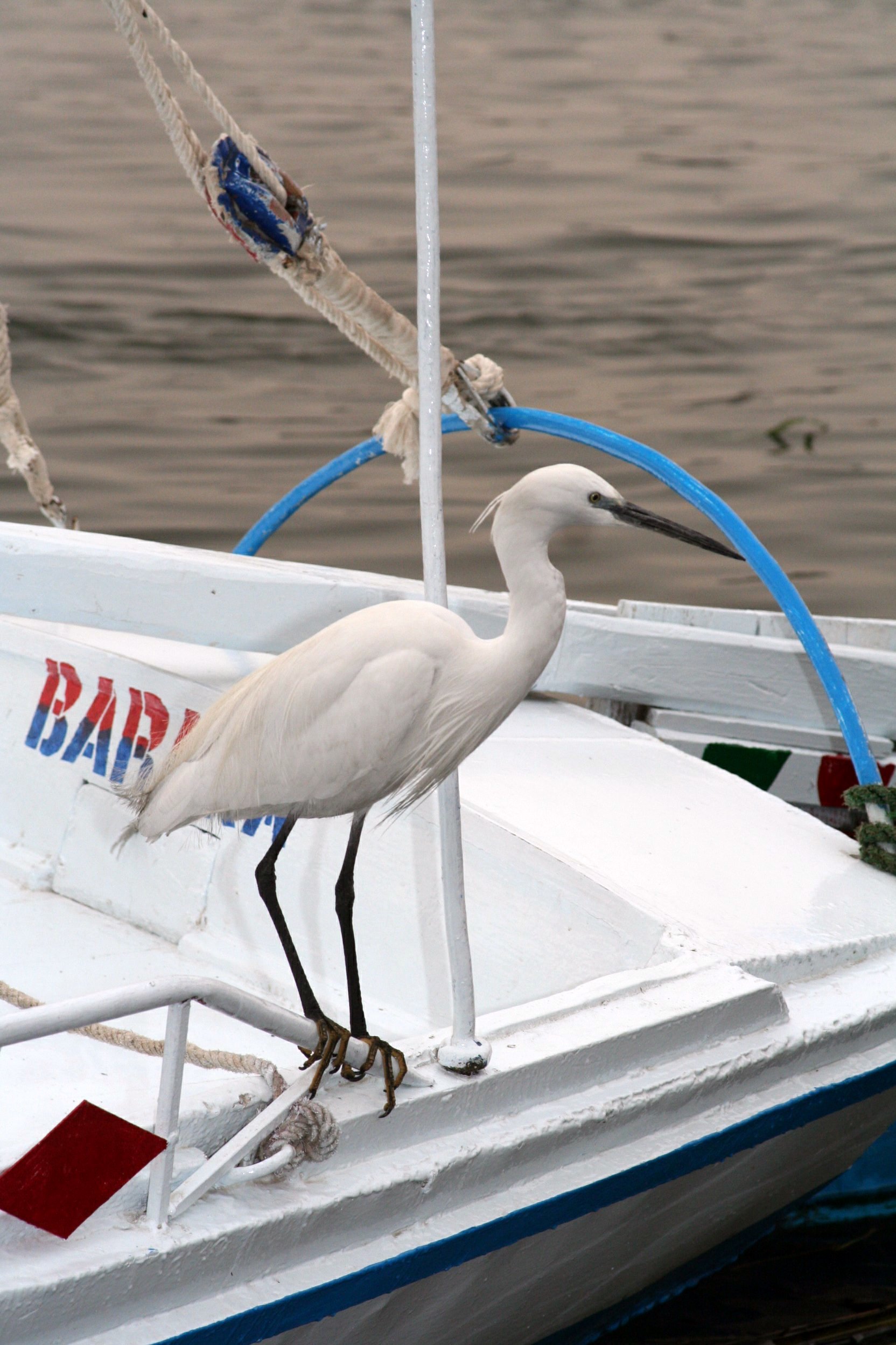 wildlife egypt