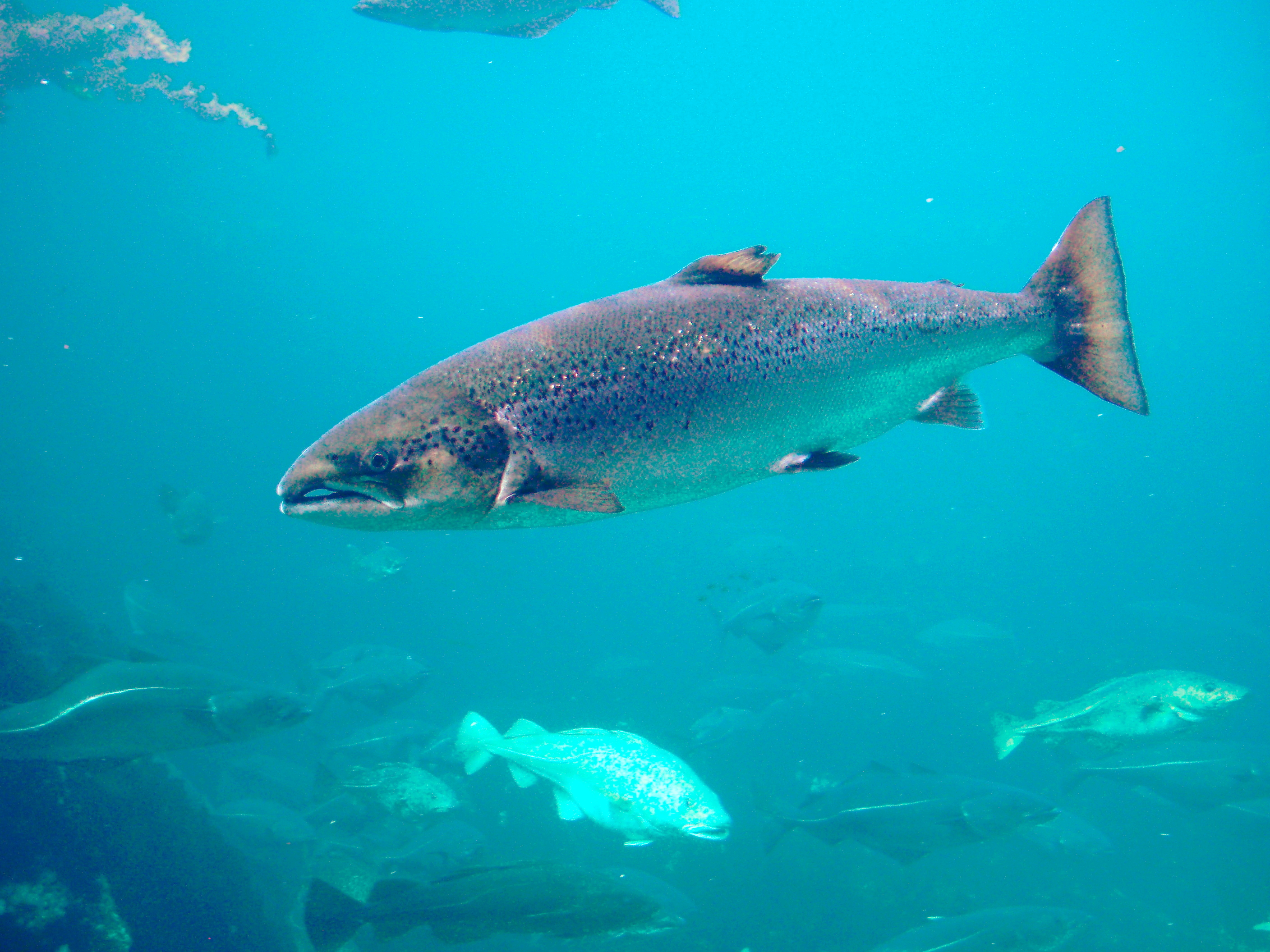 Ikan Salmon Atlantik