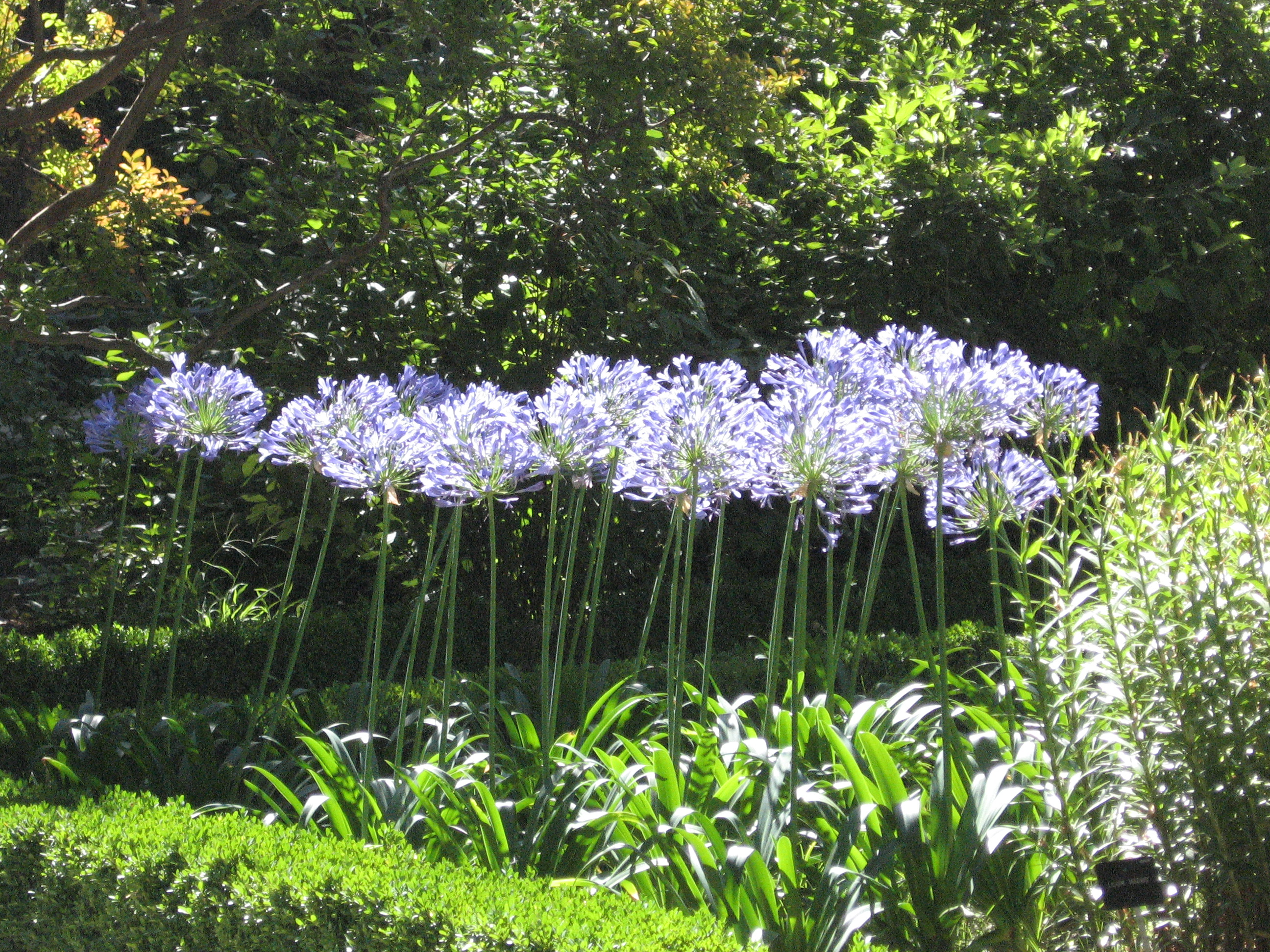 Agapanthus Africanus