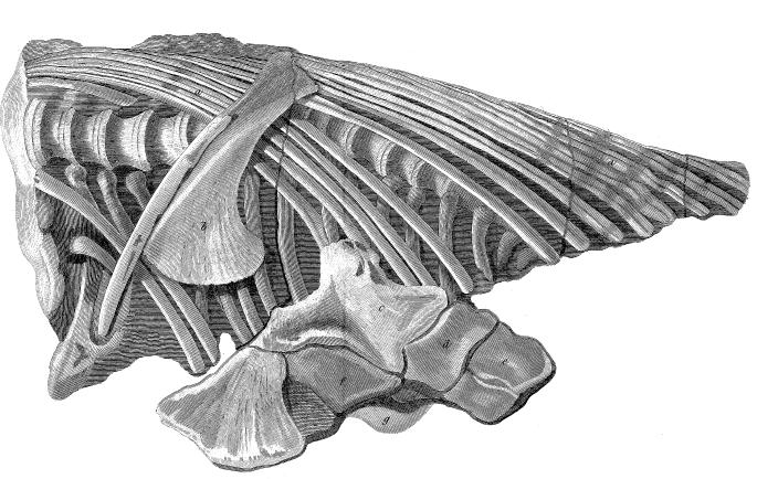 ichthyosaur skeleton