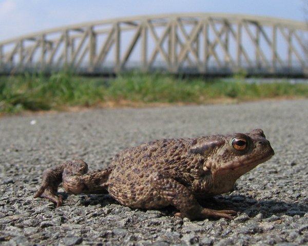 Toads Crossing