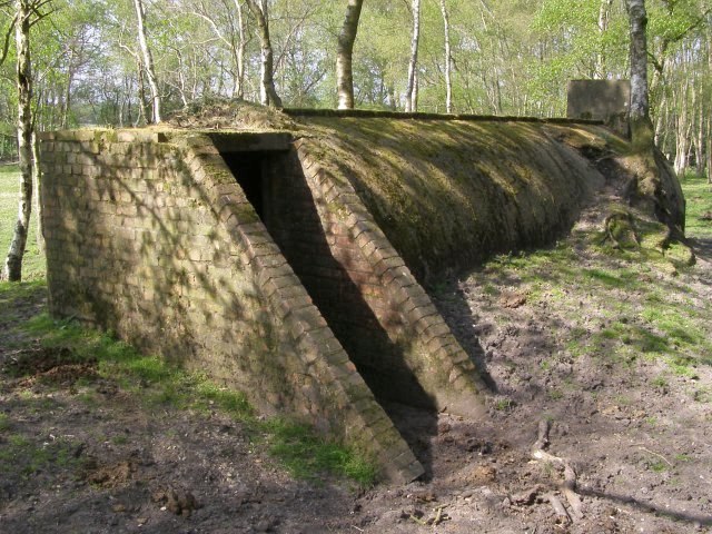 Shelter Forest