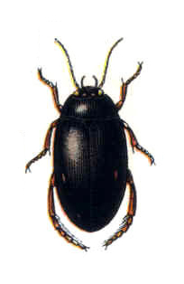 Ilybius angustior