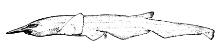 Pentanchus profundicolus