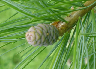 hainan white pine