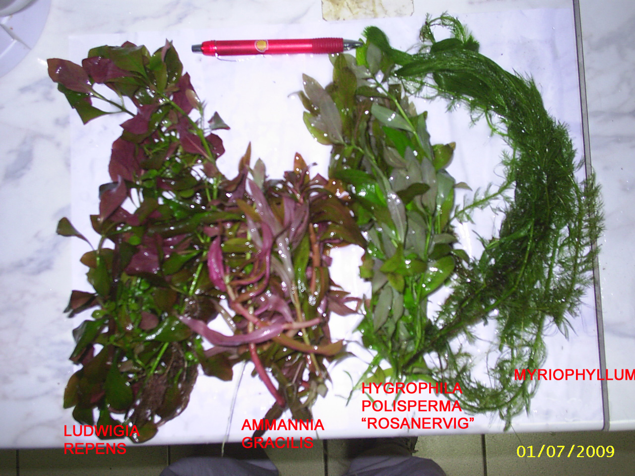 Hygrophila polysperma image