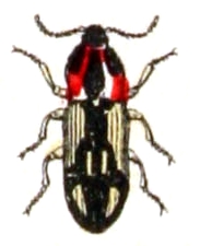 Aeoloderma crucifer