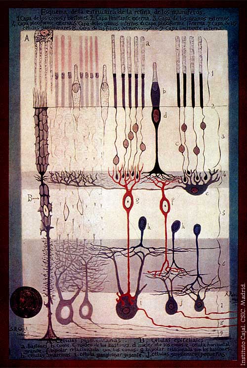 La retina según Santiago Ramón y Cajal