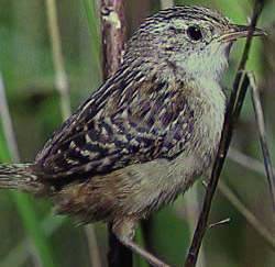 Hosszúcsőrű rétiökörszem (Cistothorus palustris)