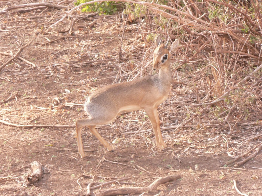 dik dik animal