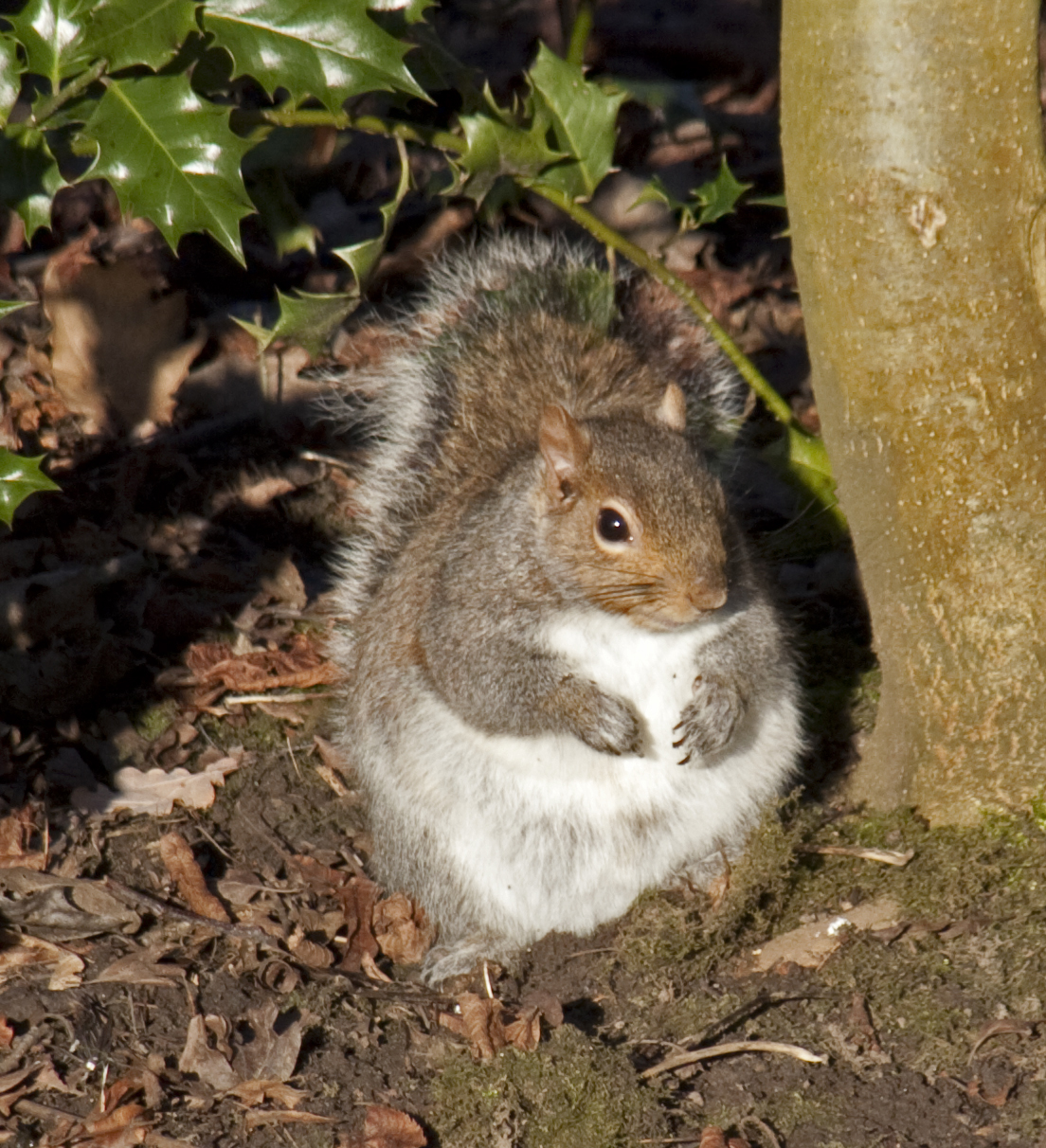 Fat Squirrel Pictures 103