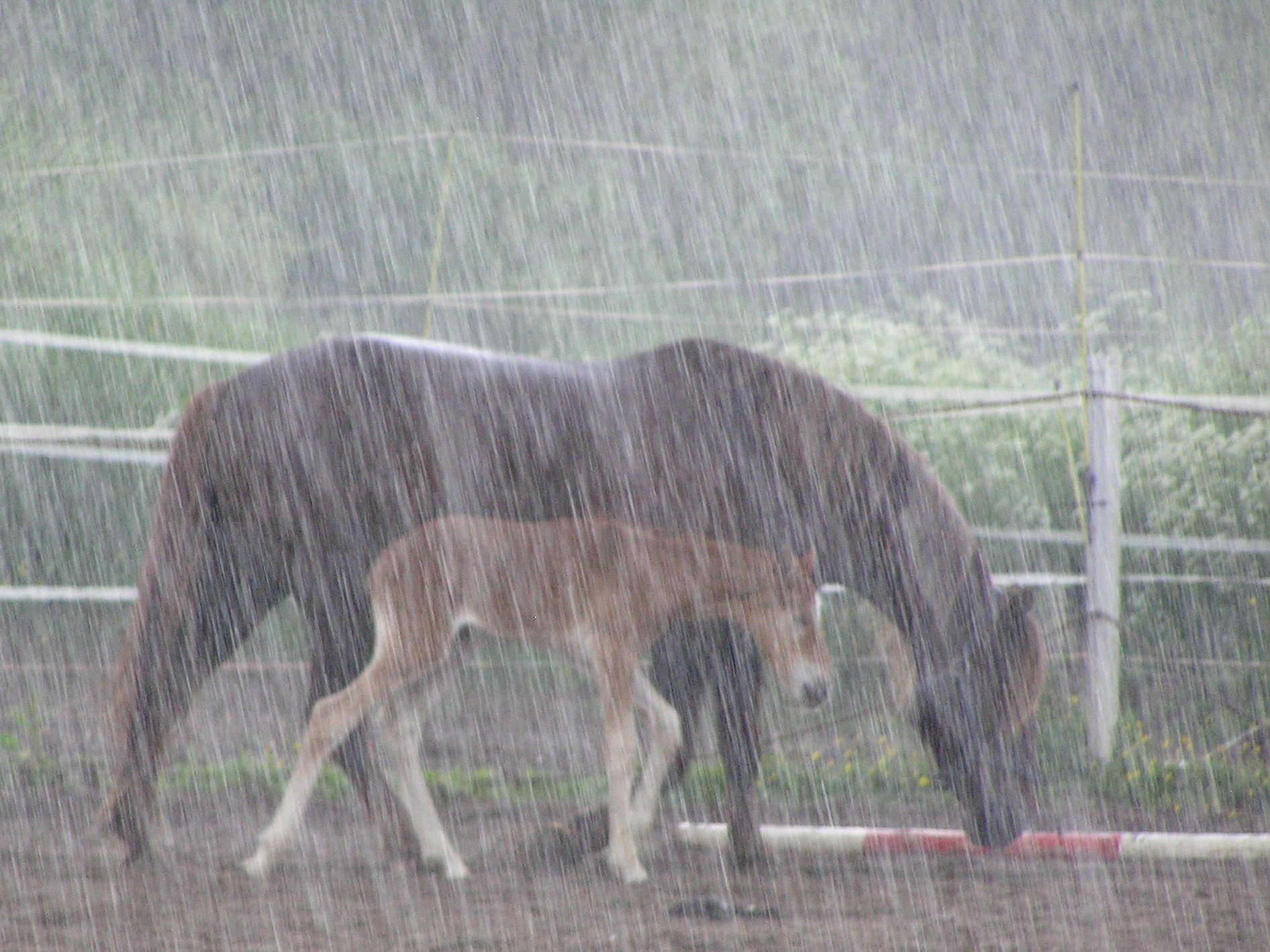 Horses Rain