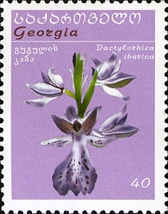 Dactylorhiza iberica
