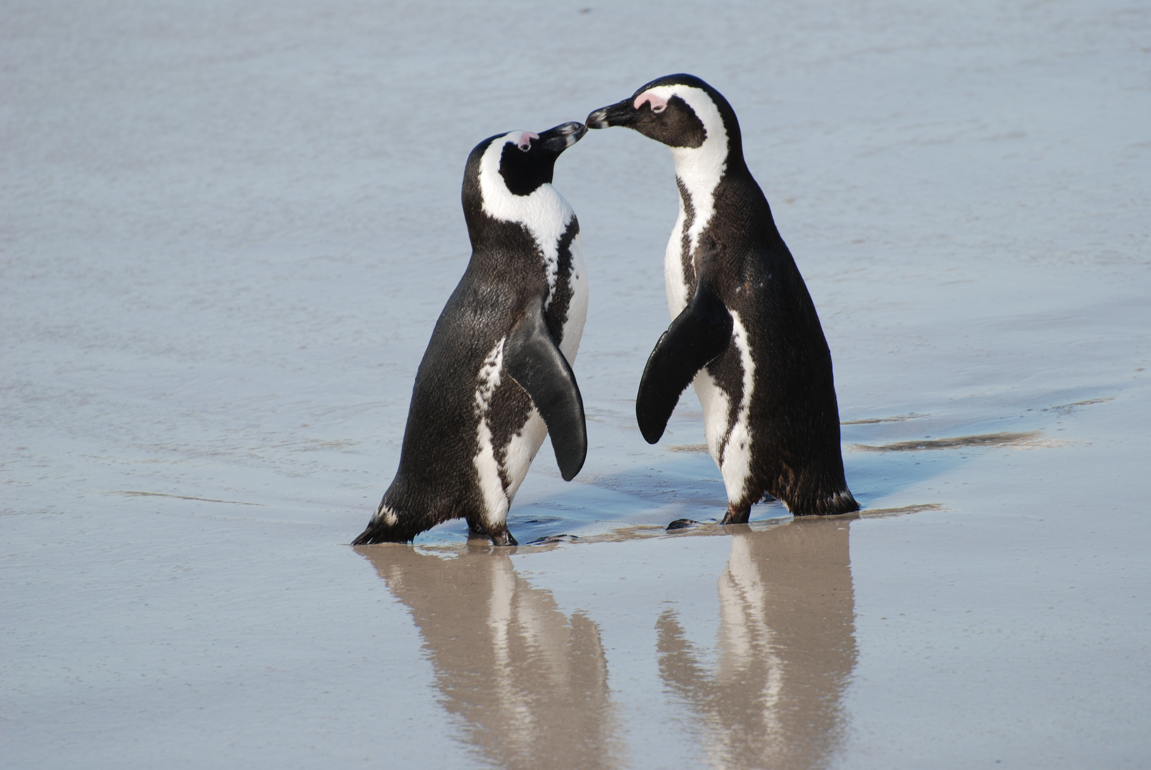 File:A pair of African penguins, Boulders Beach, South Africa.jpg