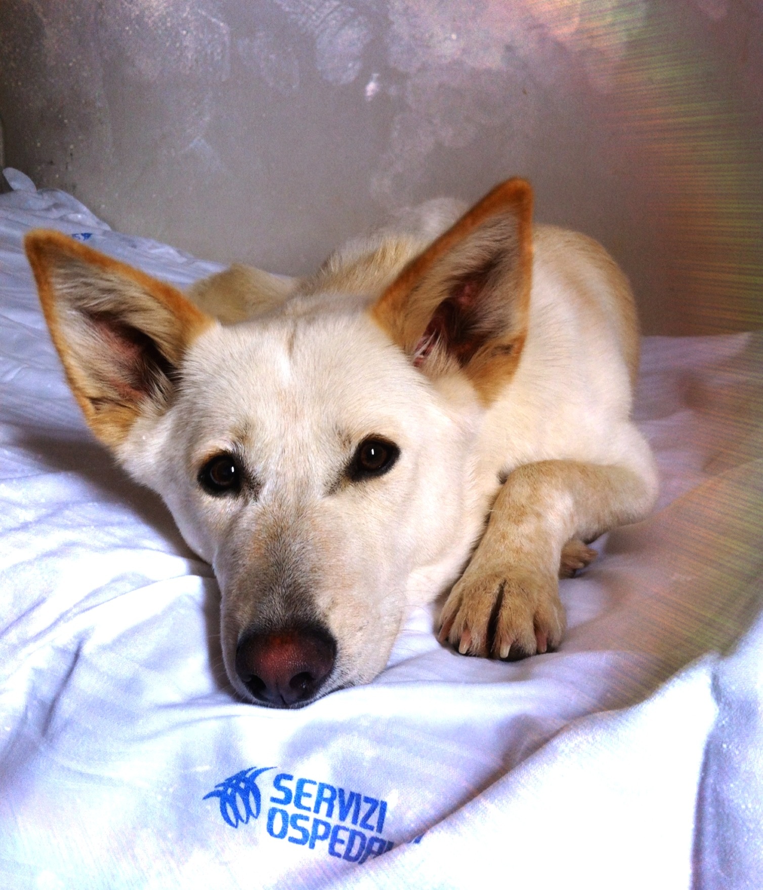 german shepherd canaan dog mix