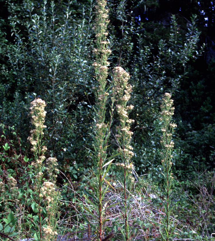 Conyza floribunda image