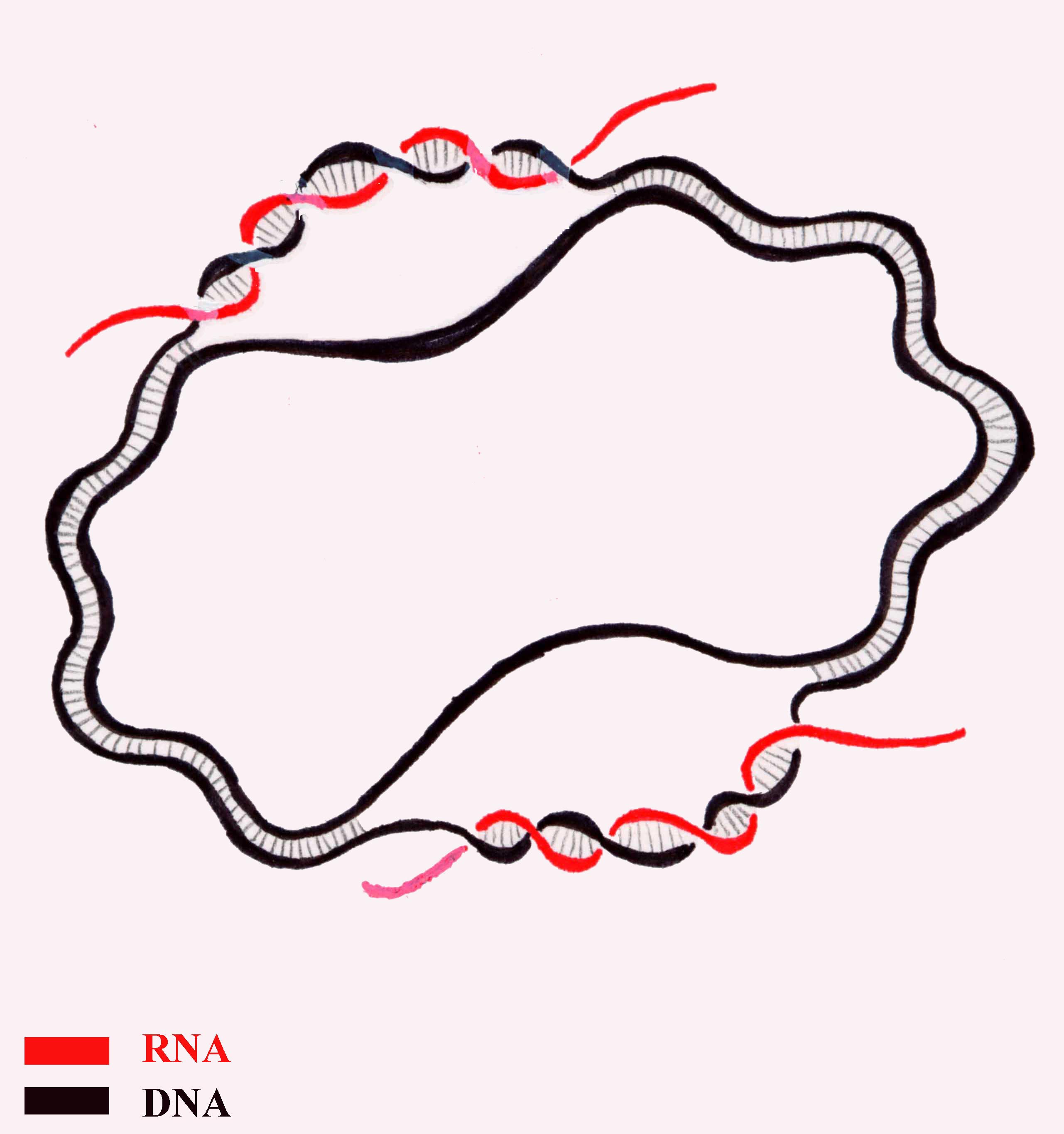 rna loop