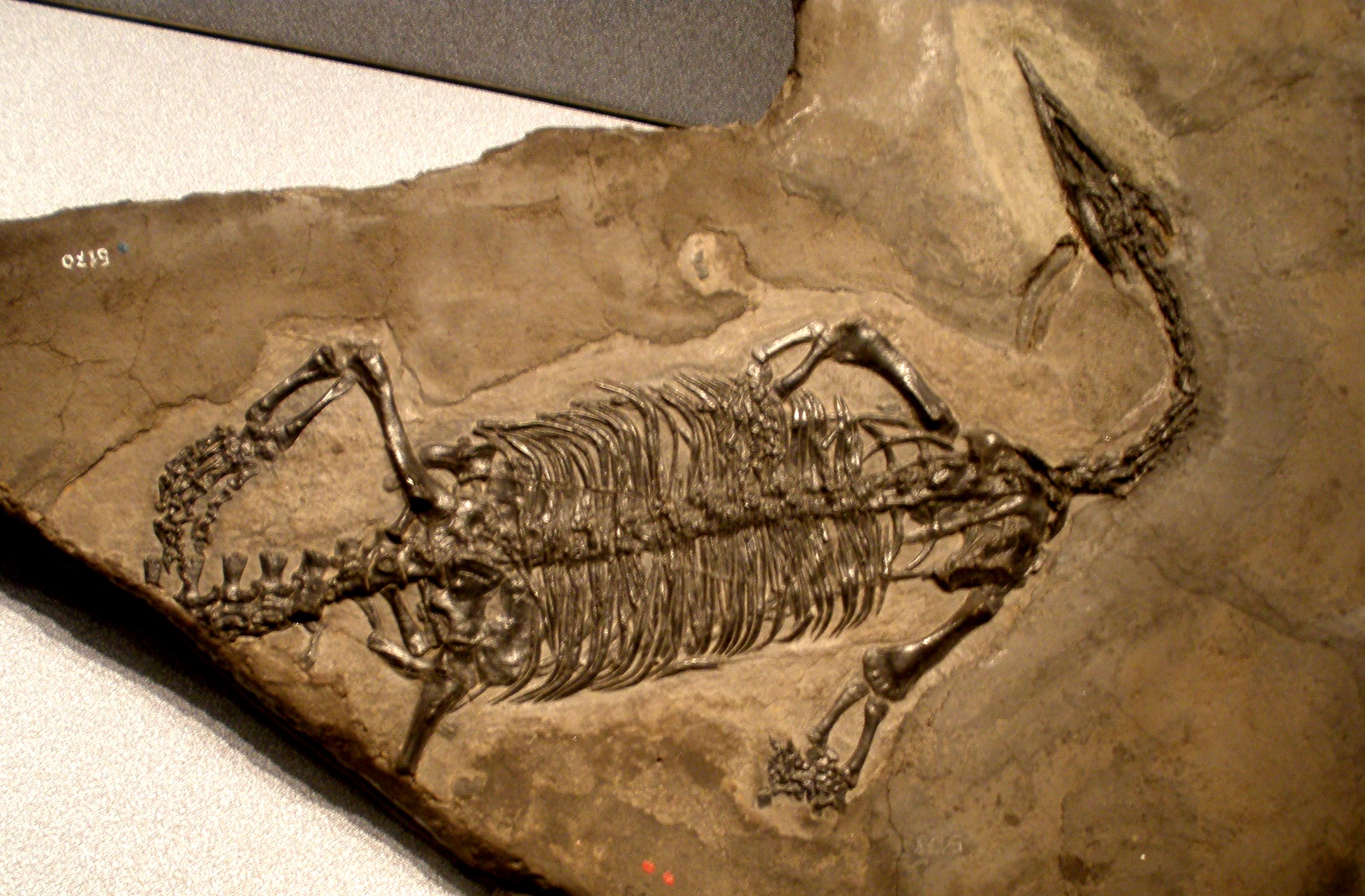 Endennasaurus acutirostris, a thalattosaur