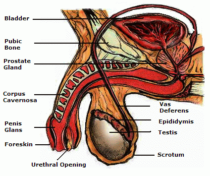 http://upload.wikimedia.org/wikipedia/commons/b/b7/Penis_Anatomy2.gif