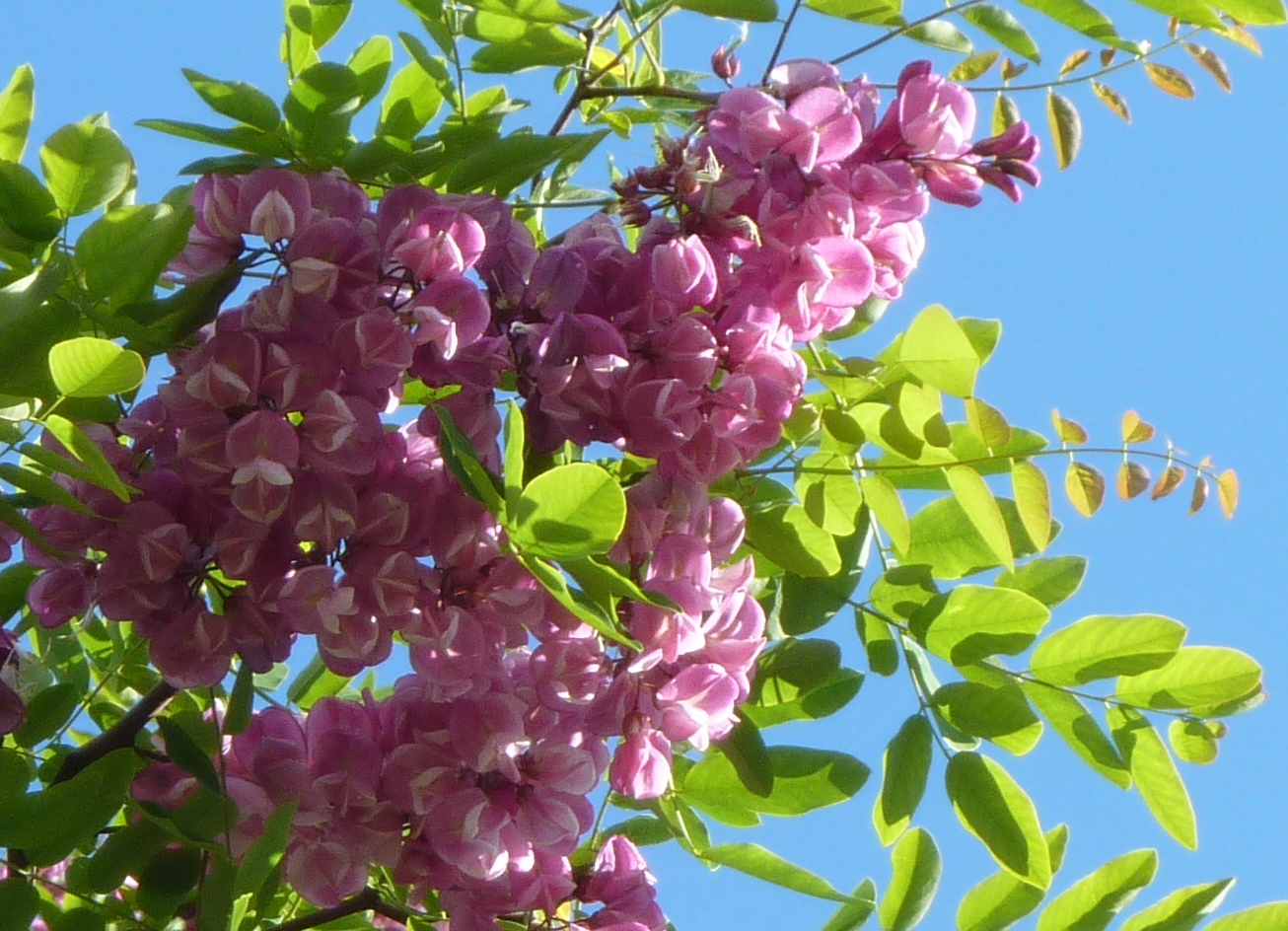 Robinia pseudoacacia image