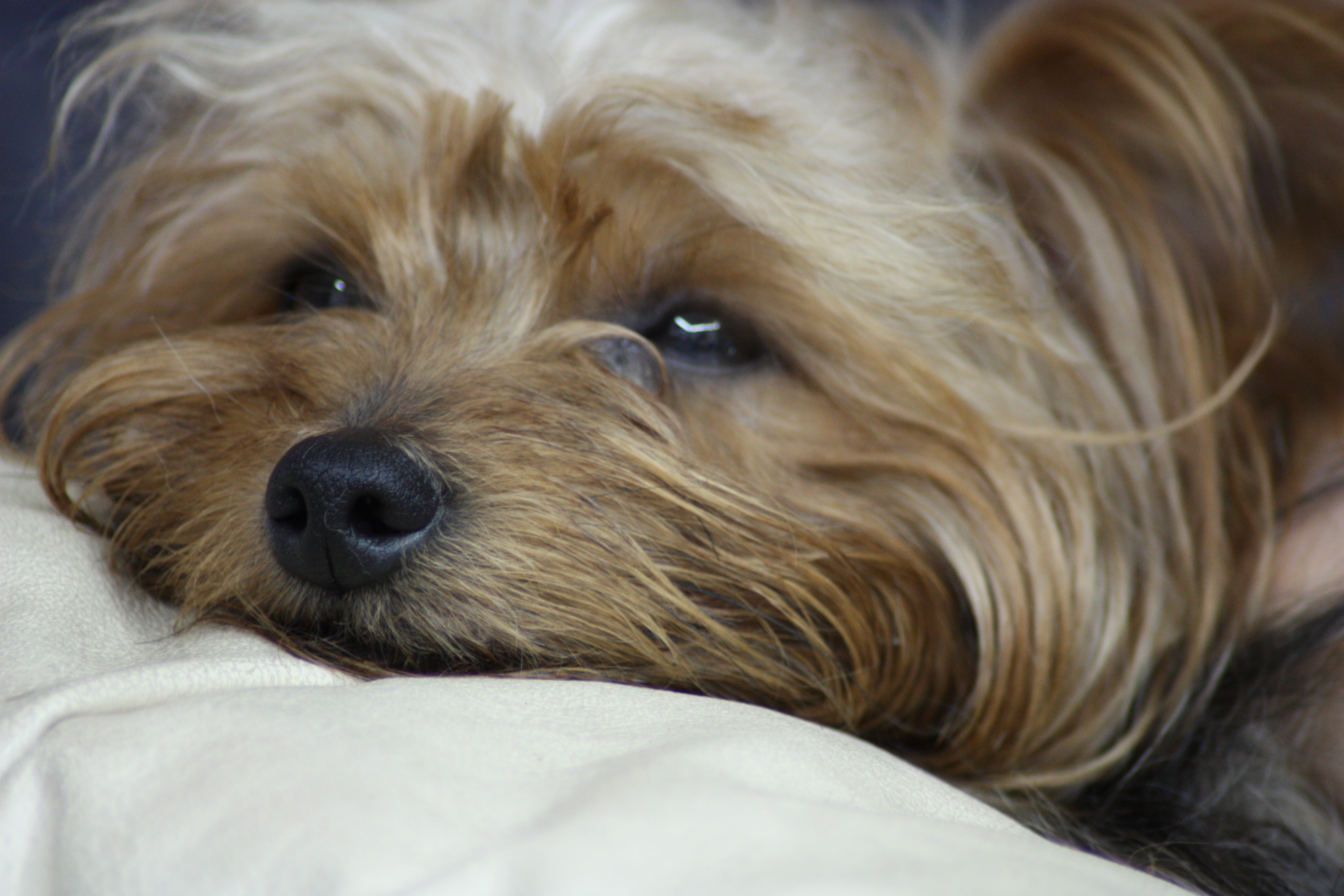 Get yorkshire terrier mix breeds