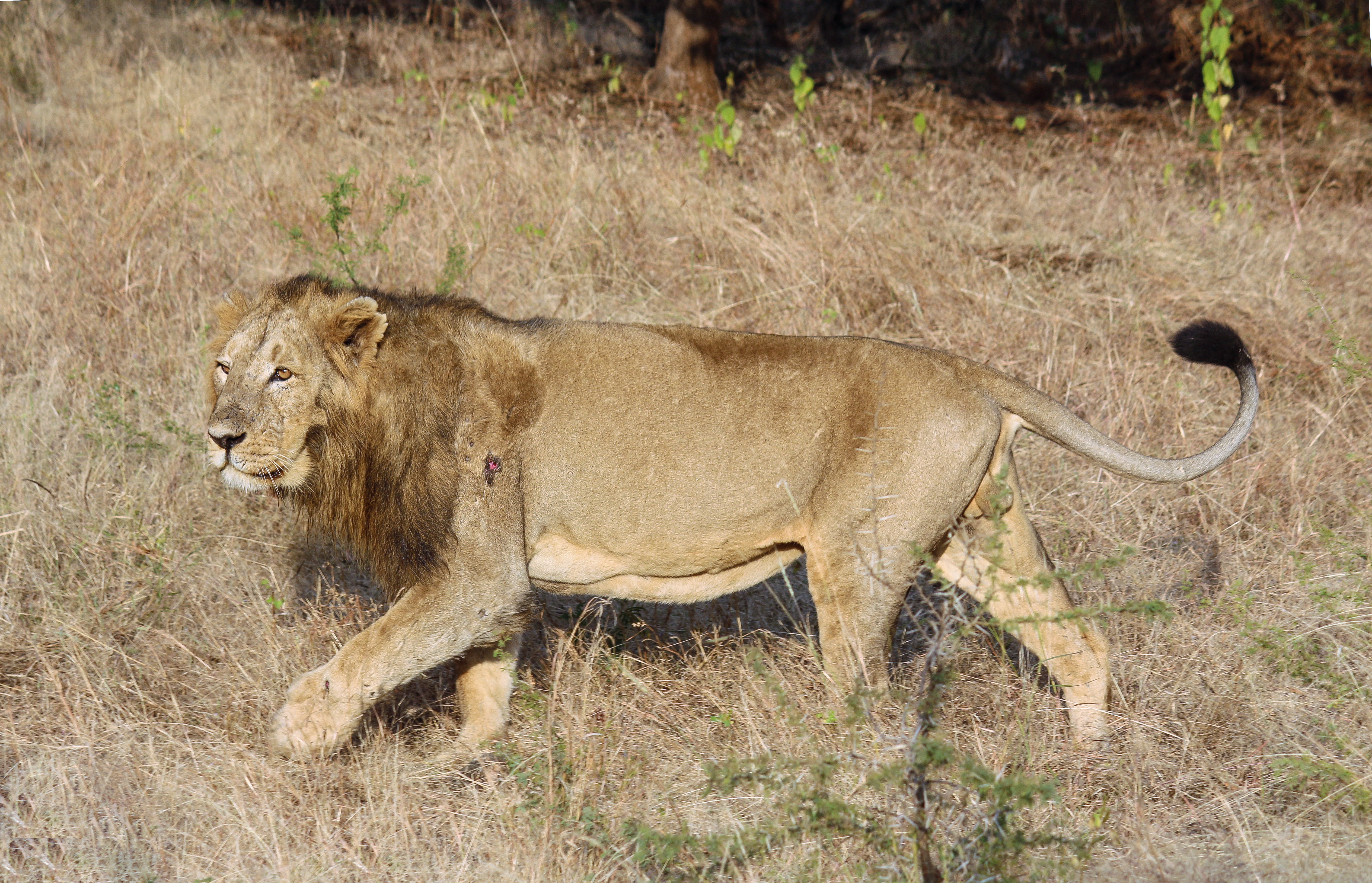File:Asiatic lion 03.jpg - Wikimedia Commons