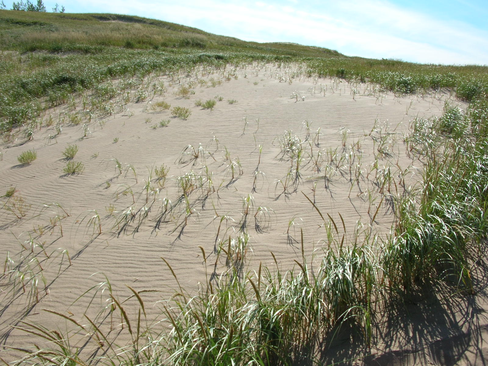 Dune Grass