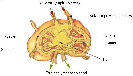 File:Illu lymph node structure.png