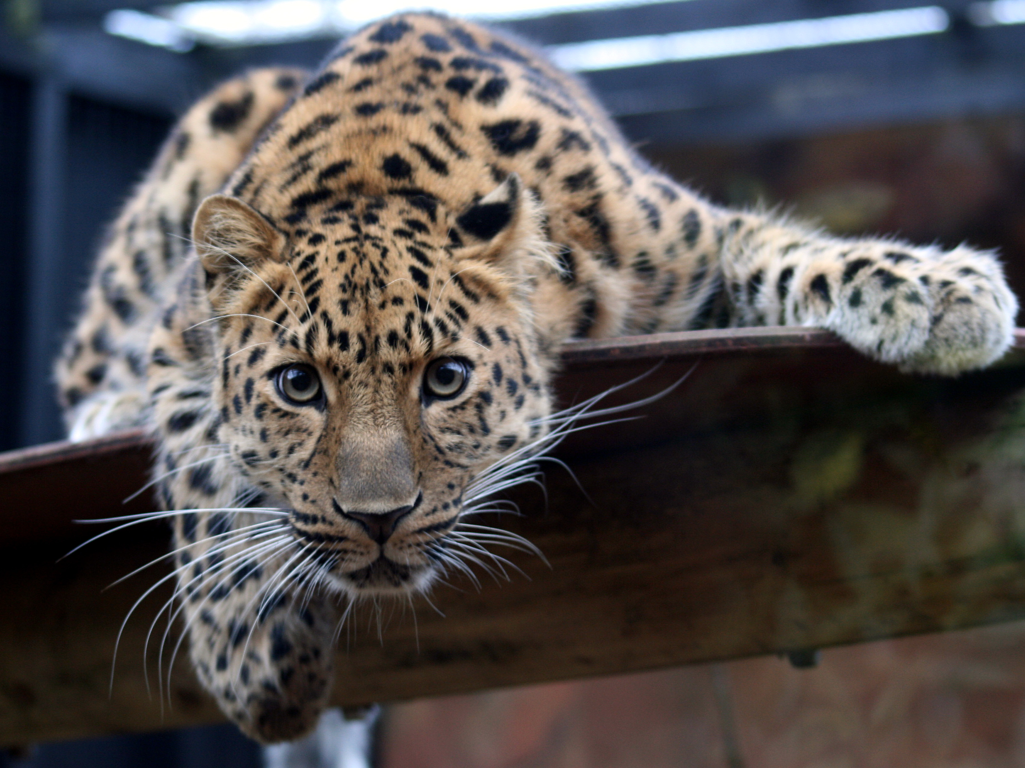 File:Leopard in the Colchester Zoo.jpg - Wikimedia Commons