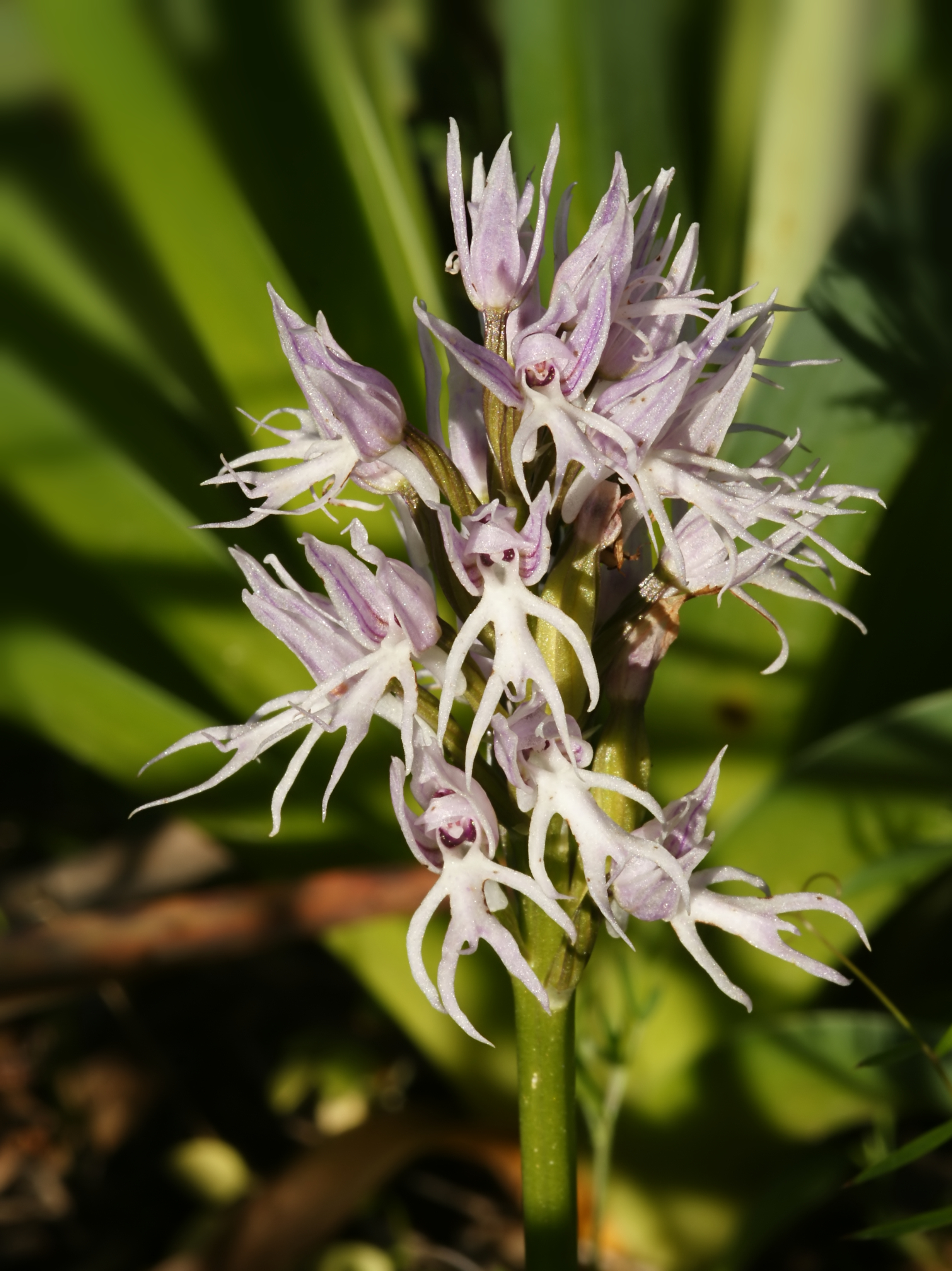 Orchis italica - Naked Man Orchid