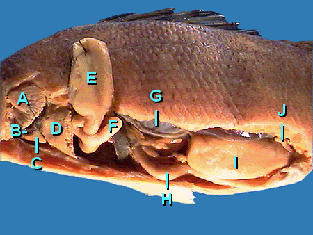 Oste082p labelled