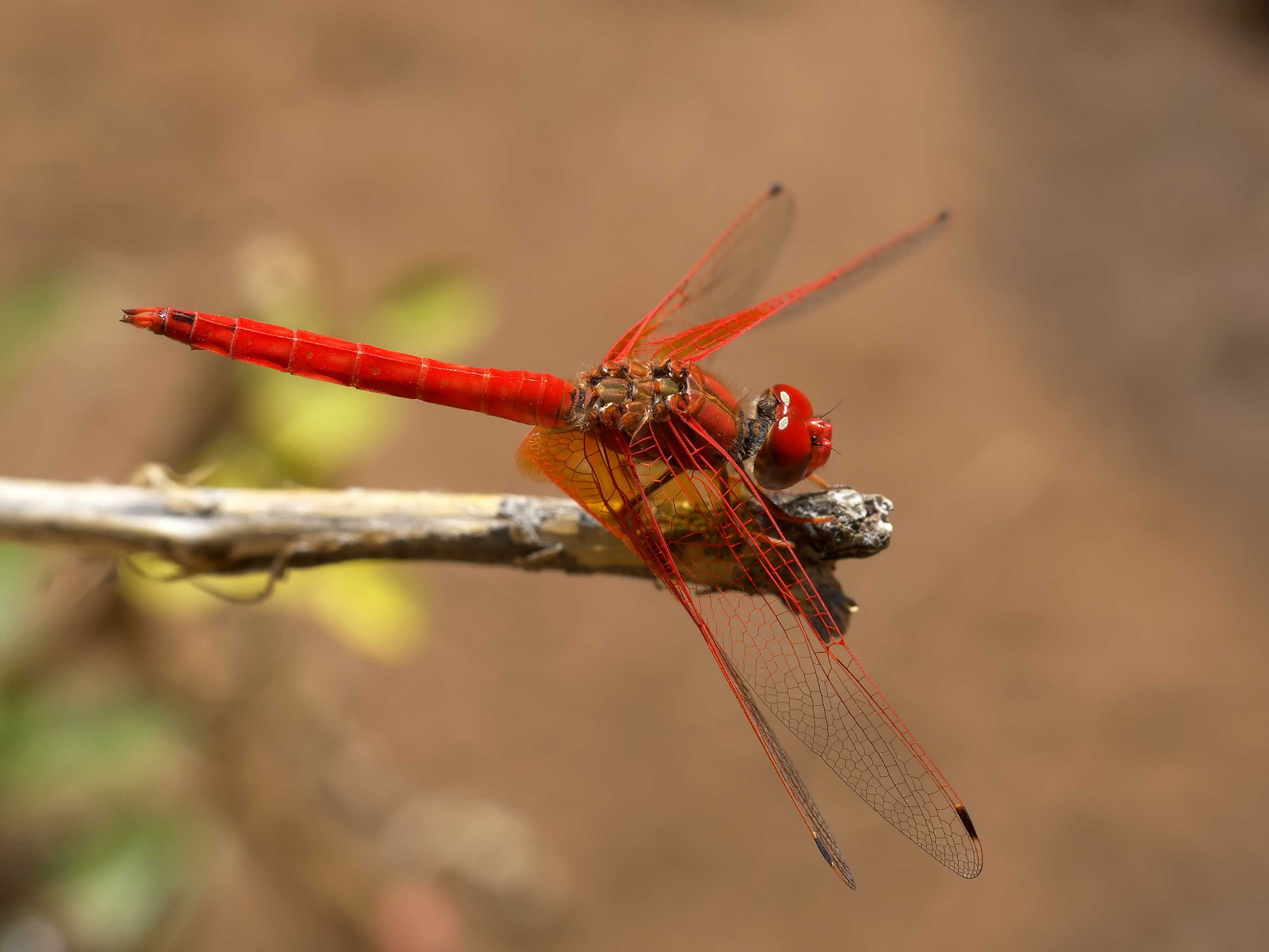 http://upload.wikimedia.org/wikipedia/commons/b/b8/Trithemis_kirbyi.jpg