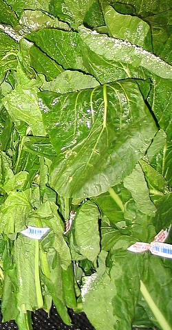 File:Turnip Greens-1.jpg