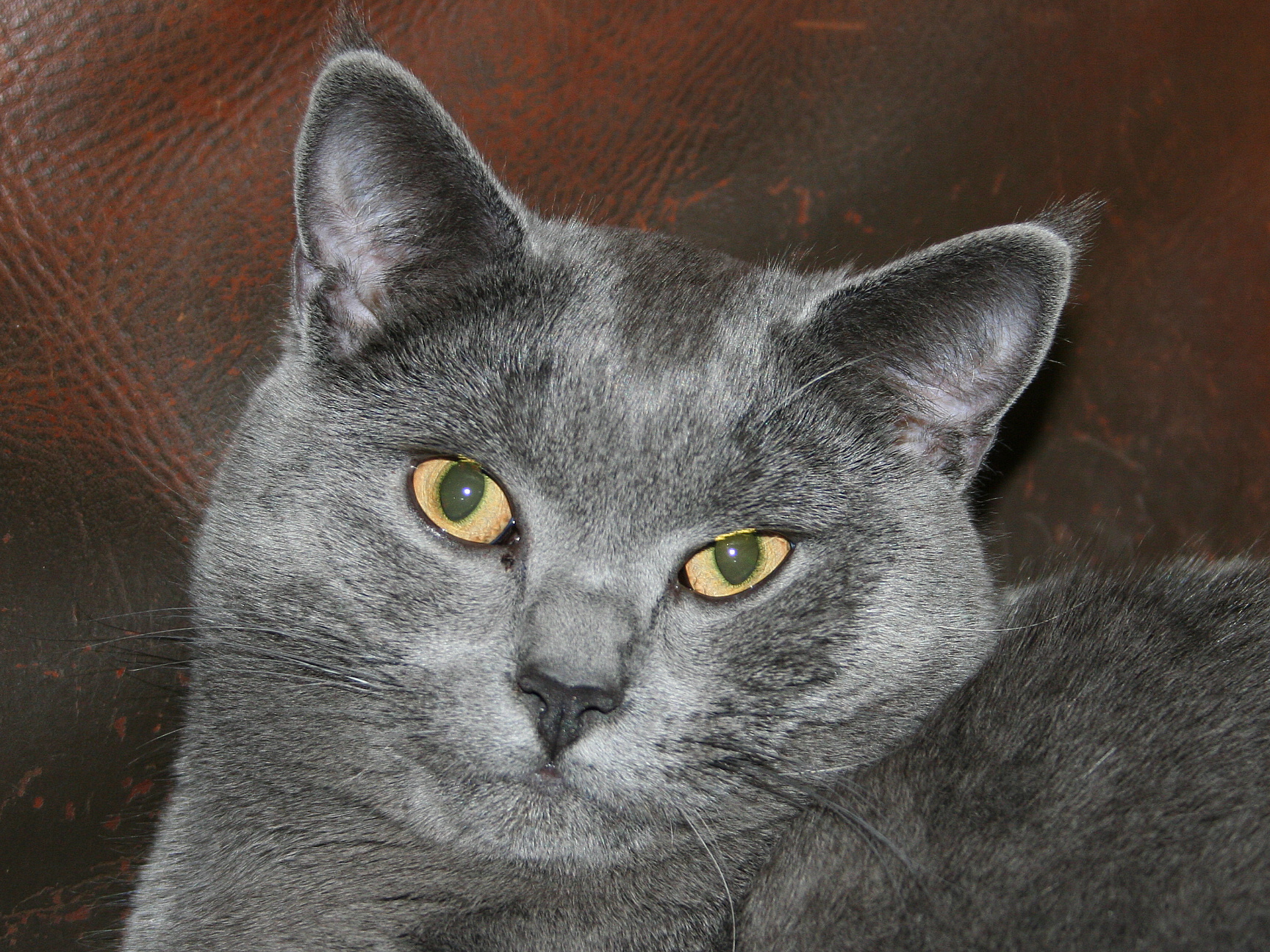 Chartreux cat wallpaper