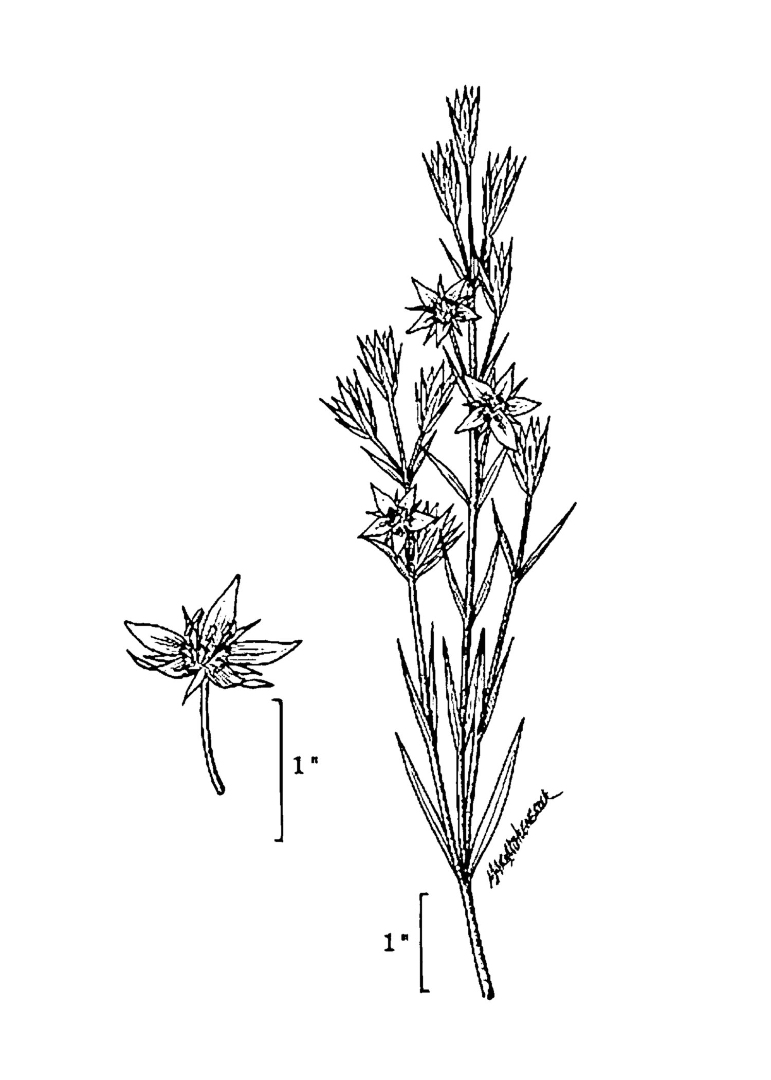 Lomatogonium rotatum image