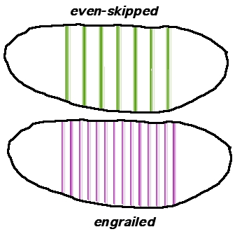 pair-rule