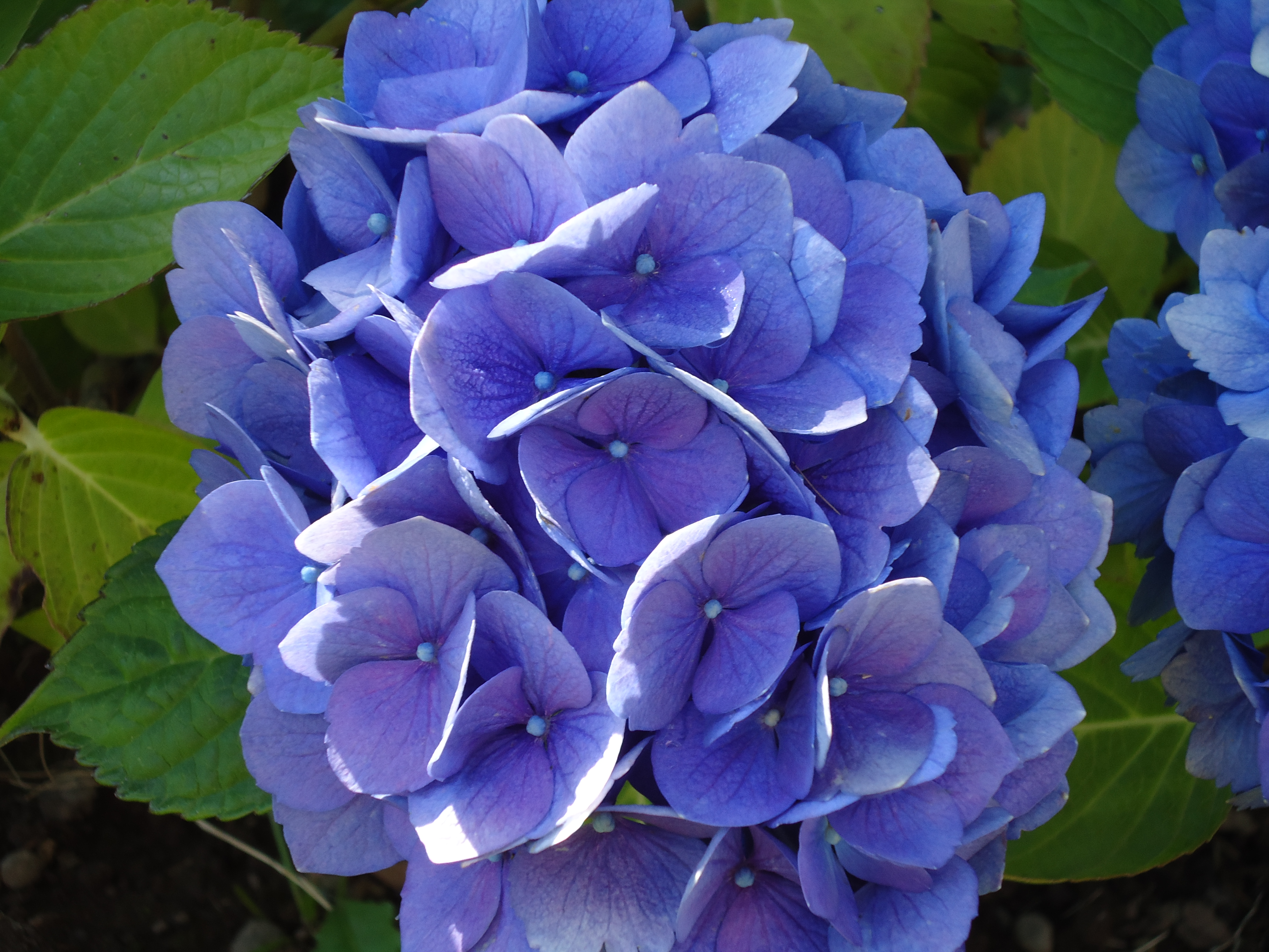 Download File:Purple Hydrangea.jpg