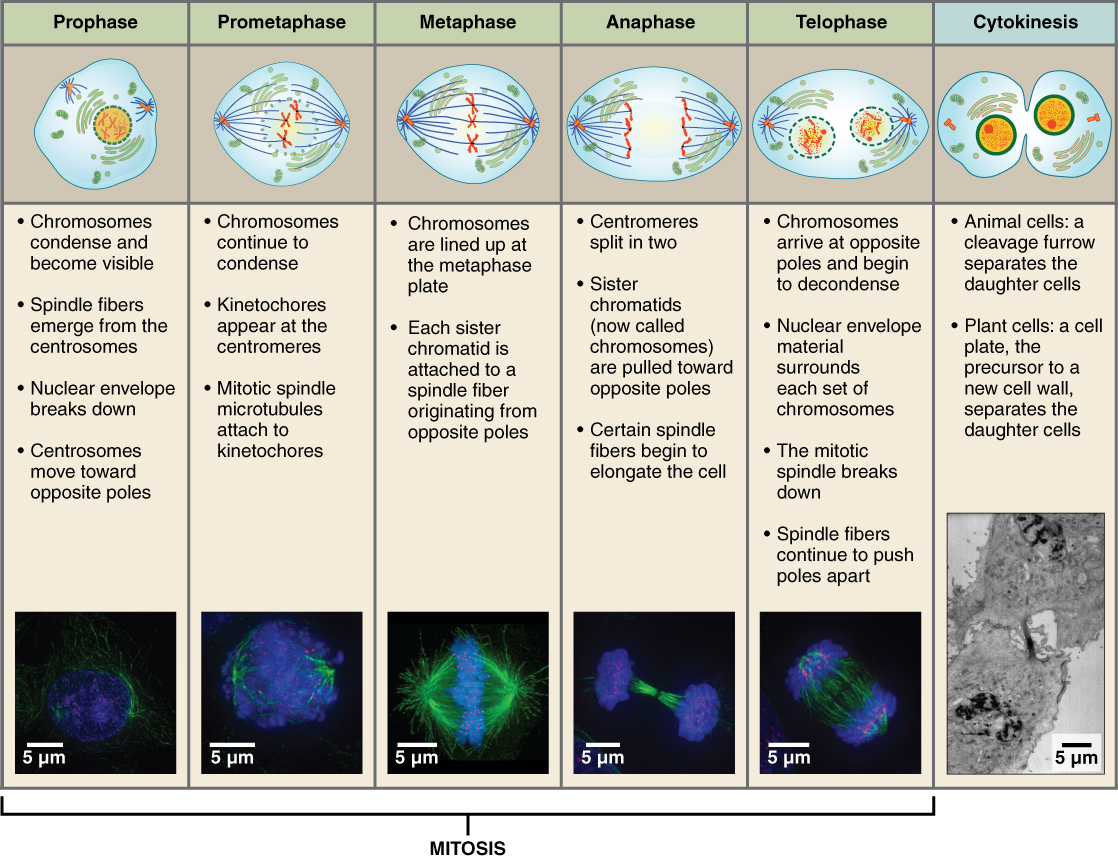 The correct sequence of stages of mitosis is ______. a 