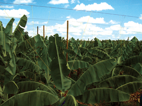 These systems are used in banana plantations t...