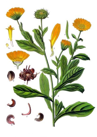 File:Calendula officinalis - Köhler–s Medizinal-Pflanzen-024.jpg
