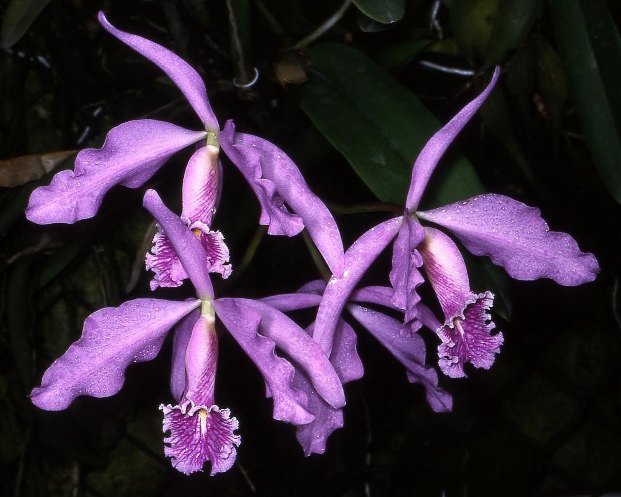 http://upload.wikimedia.org/wikipedia/commons/b/ba/Cattleya_maxima_Orchi_01.jpg