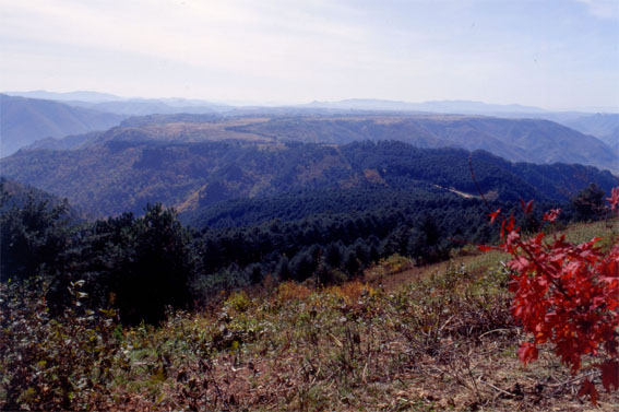 Сурет:Osudok Forest.jpg