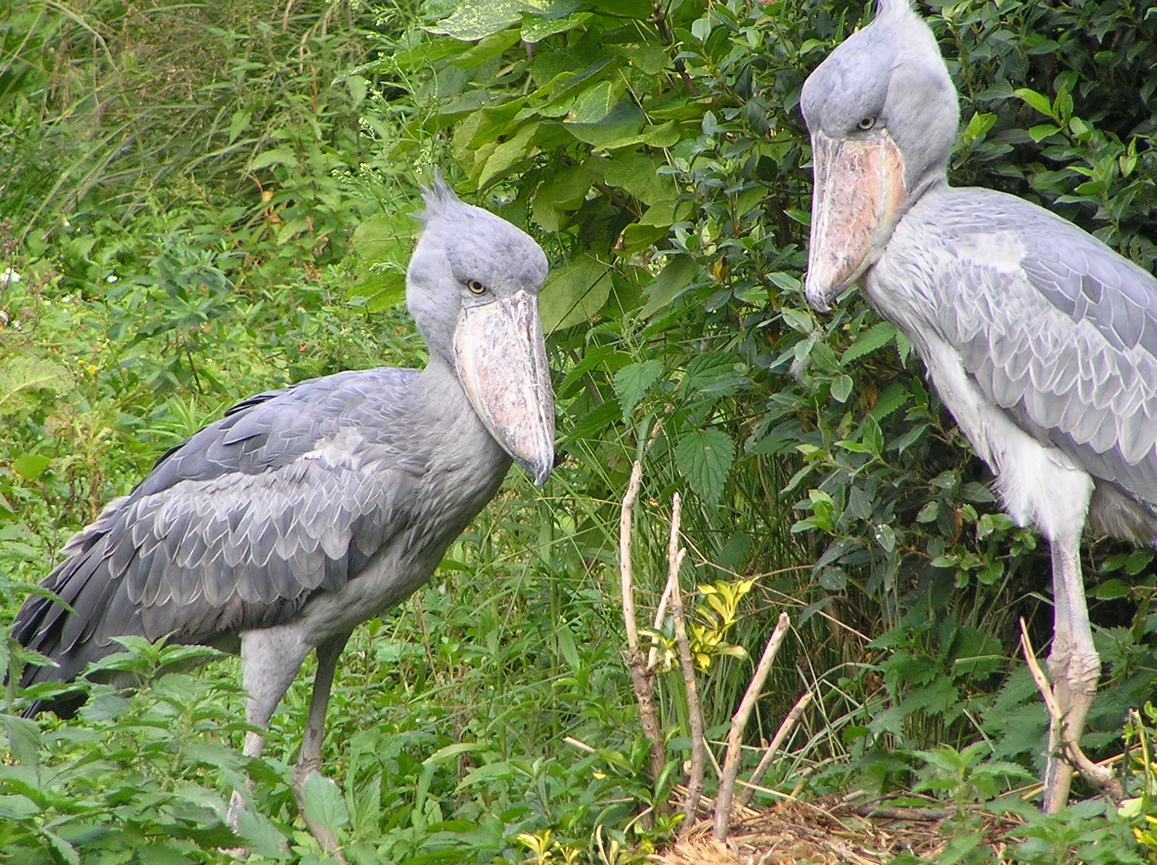 Uganda Birding Tours