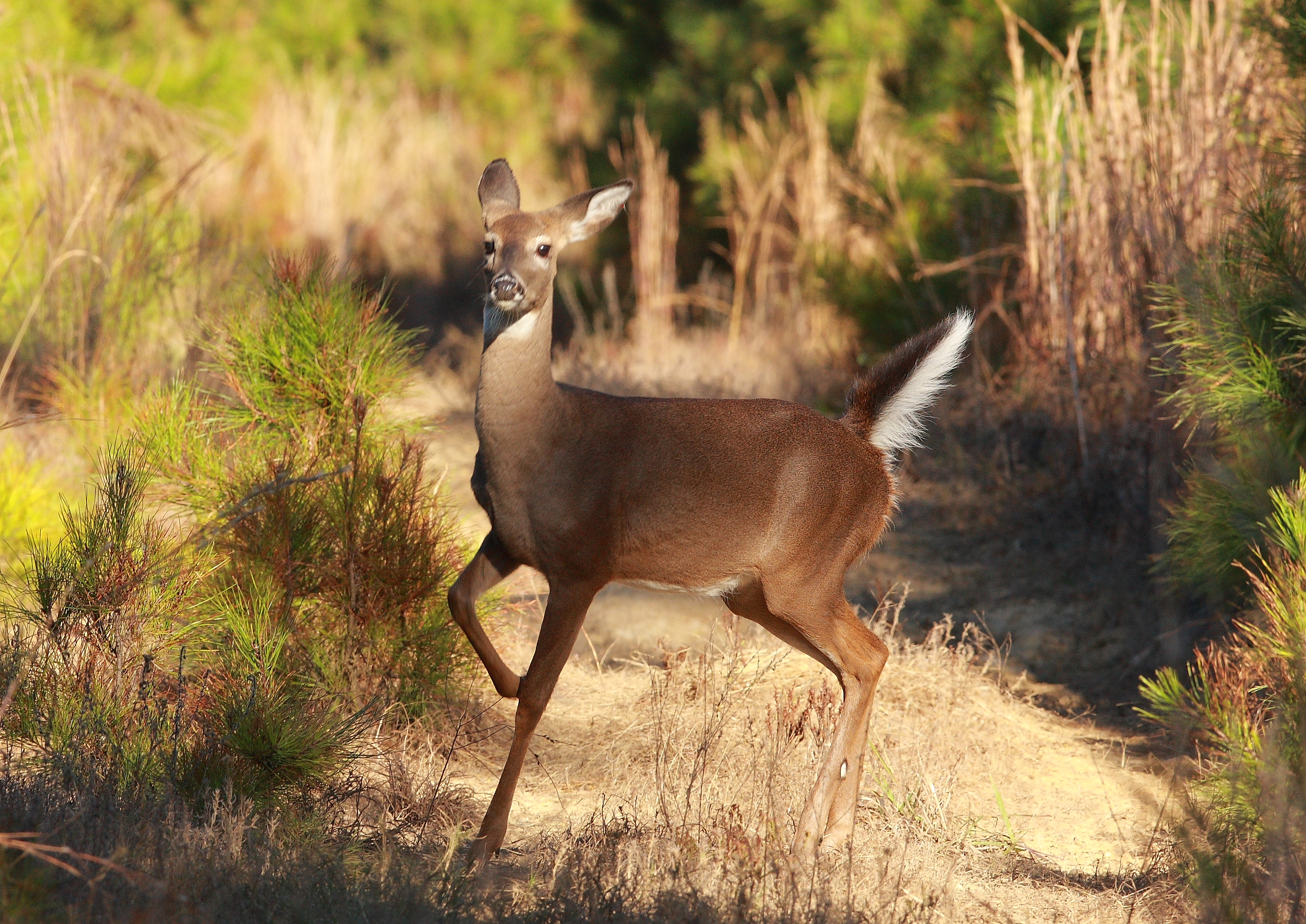 Adult size of white-tailed deer